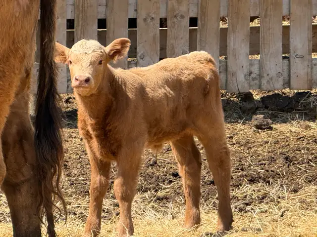 Baby Calves - Photo 2