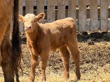 Baby Calves - Photo 2