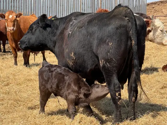 Baby Calves - Photo 3