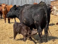Baby Calves - Photo 3