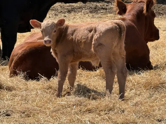Baby Calves - Photo 4