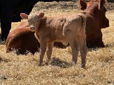 Baby Calves - Photo 4