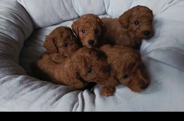 small red miniature poodle for rehoming