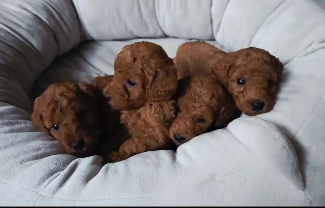 small red miniature poodle for rehoming - Photo 2