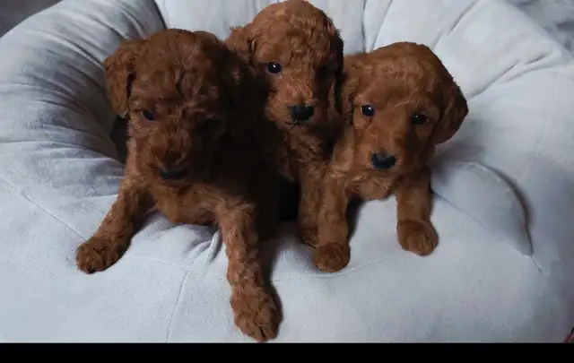 small red miniature poodle for rehoming - Photo 3