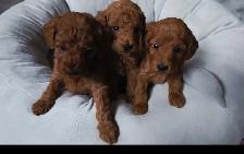 small red miniature poodle for rehoming - Photo 3