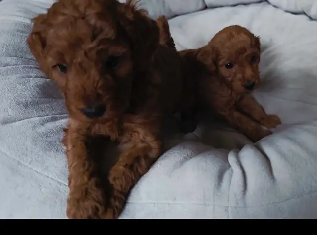 small red miniature poodle for rehoming - Photo 4