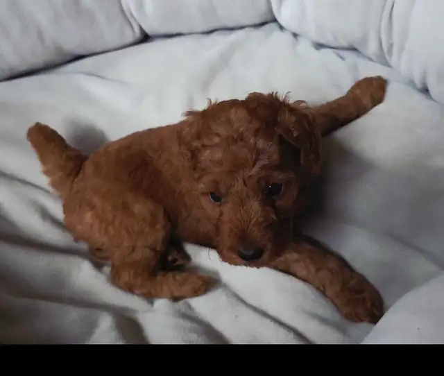 small red miniature poodle for rehoming - Photo 5