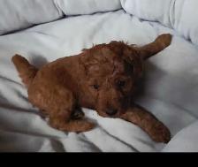 small red miniature poodle for rehoming - Photo 5