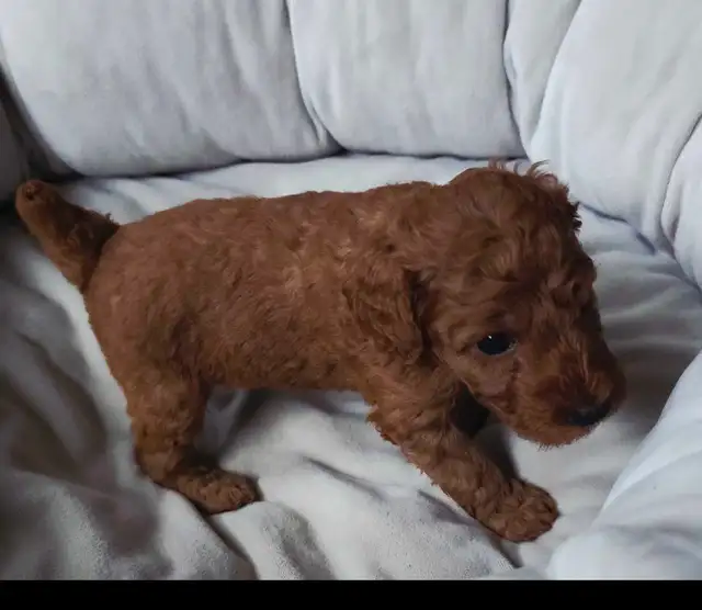 small red miniature poodle for rehoming - Photo 6