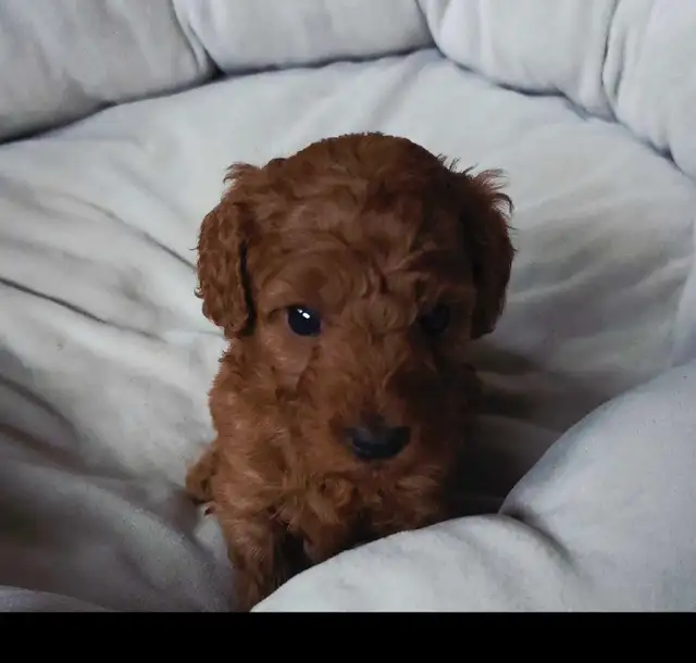 small red miniature poodle for rehoming - Photo 7