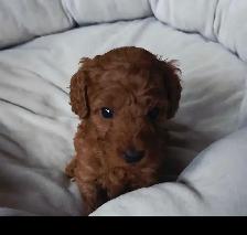 small red miniature poodle for rehoming - Photo 7