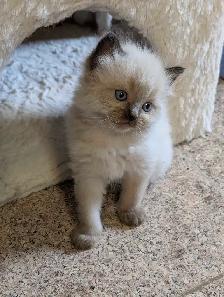 Beautiful Mink Ragdoll male kitten