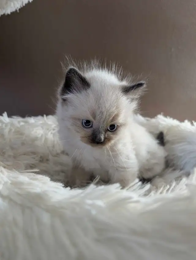 Beautiful Mink Ragdoll male kitten - Photo 2