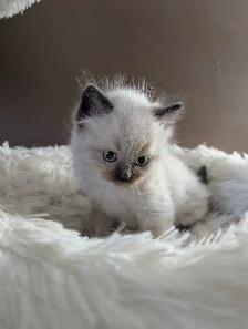 Beautiful Mink Ragdoll male kitten - Photo 2