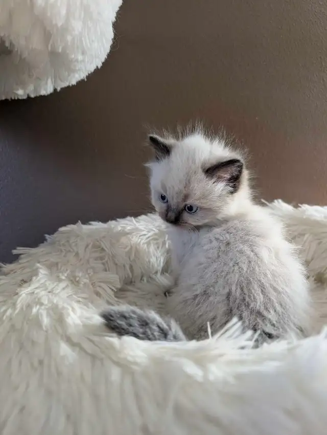 Beautiful Mink Ragdoll male kitten - Photo 3
