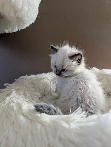 Beautiful Mink Ragdoll male kitten - Photo 3