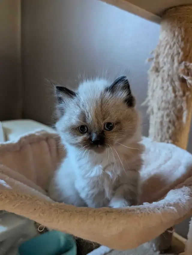 Beautiful Mink Ragdoll male kitten - Photo 4