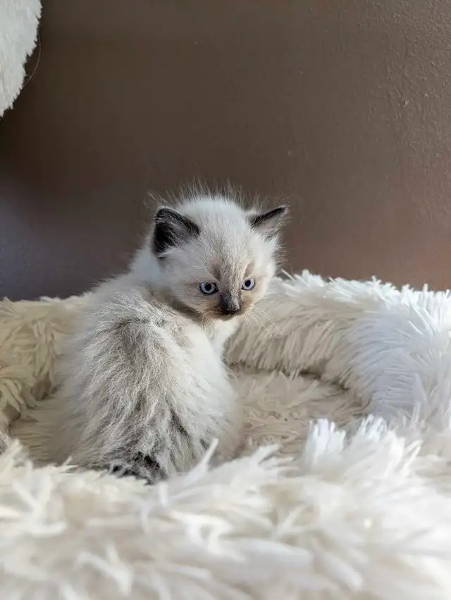 Beautiful Mink Ragdoll male kitten - Photo 5