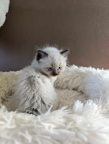 Beautiful Mink Ragdoll male kitten - Photo 5