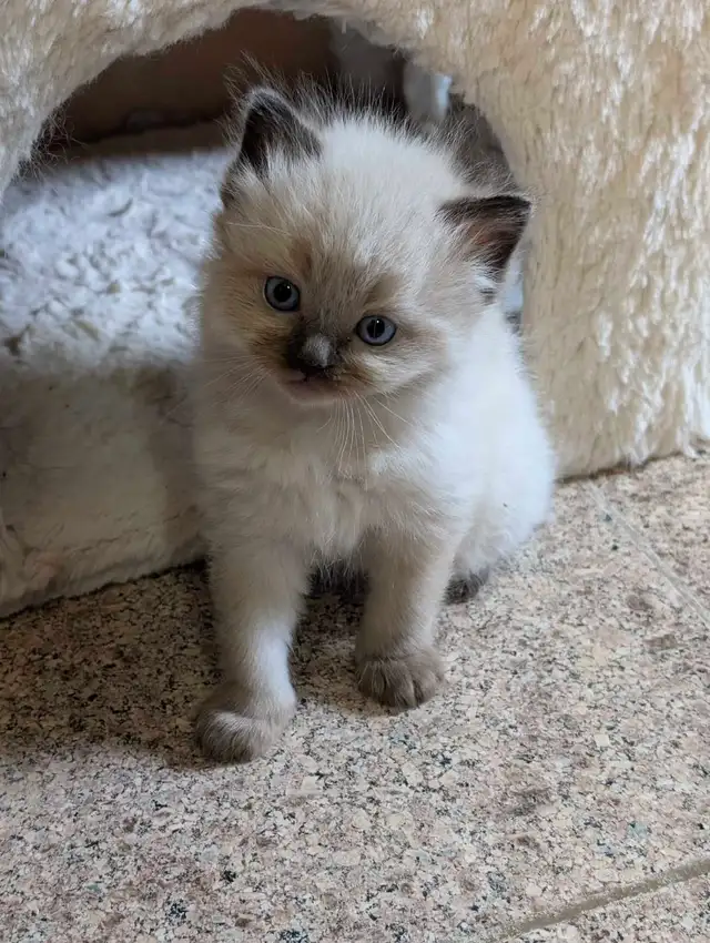 Beautiful Mink Ragdoll male kitten - Photo 6