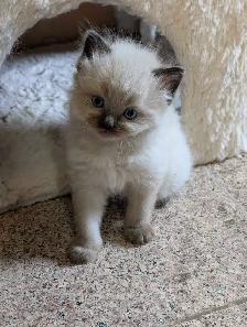Beautiful Mink Ragdoll male kitten - Photo 6