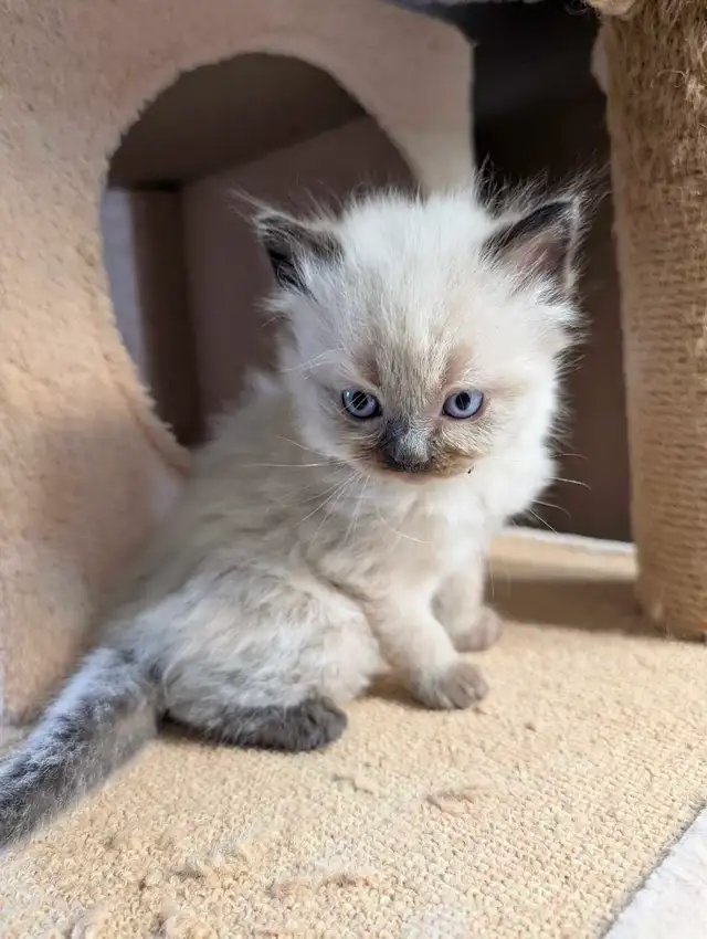 Beautiful Mink Ragdoll male kitten - Photo 7
