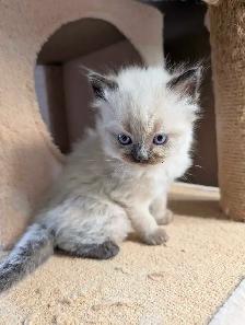 Beautiful Mink Ragdoll male kitten - Photo 7