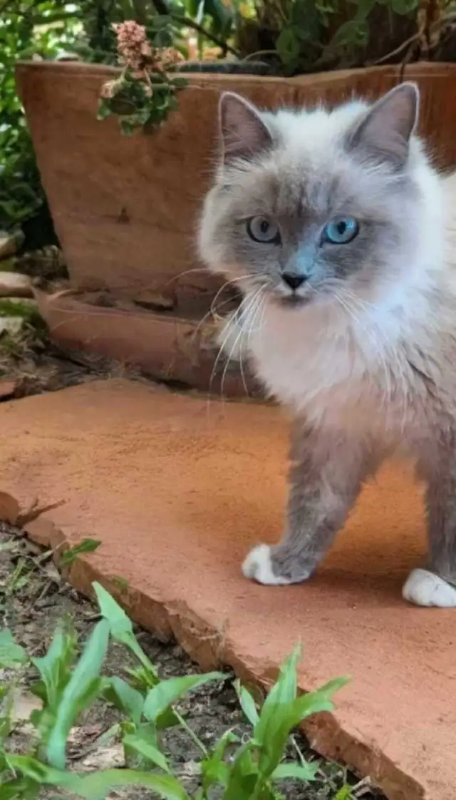 Beautiful Mink Ragdoll male kitten - Photo 8