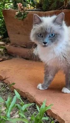 Beautiful Mink Ragdoll male kitten - Photo 8