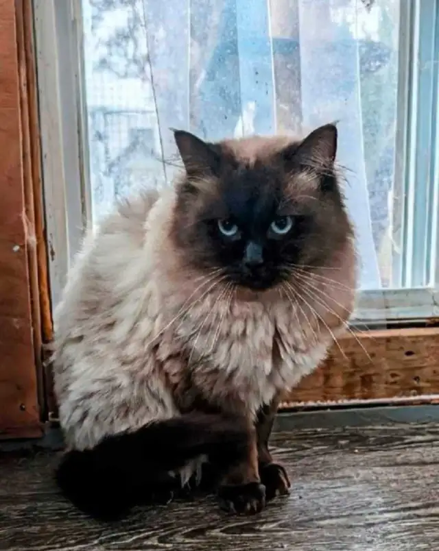 Beautiful Mink Ragdoll male kitten - Photo 9