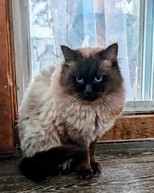 Beautiful Mink Ragdoll male kitten - Photo 9