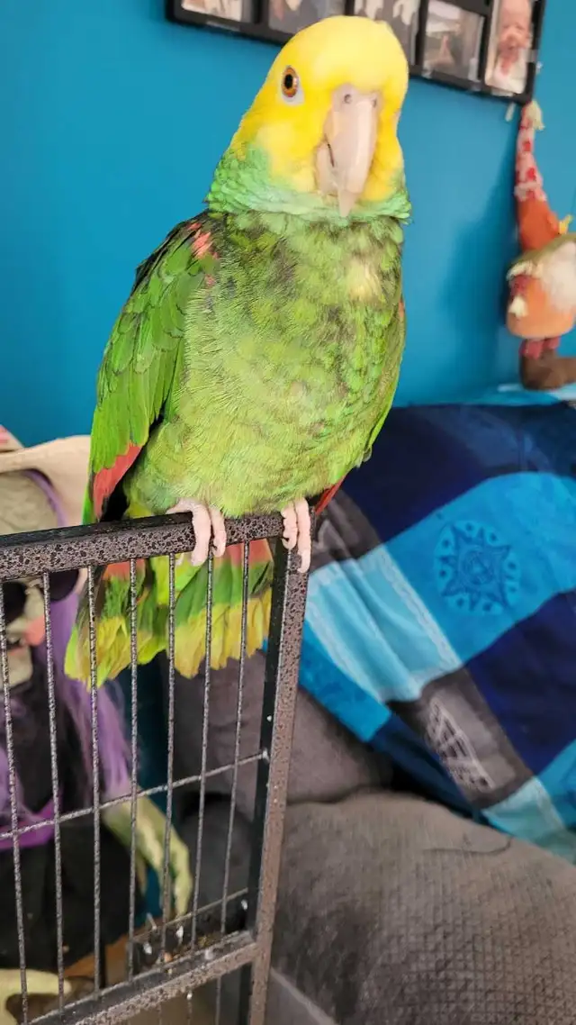 Amazing Parrot