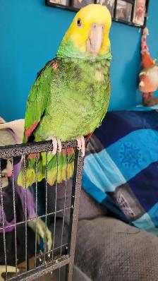Amazing Parrot