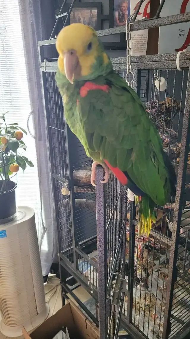 Amazing Parrot - Photo 2