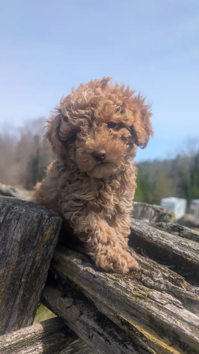 Chiot Caniche - Photo 2