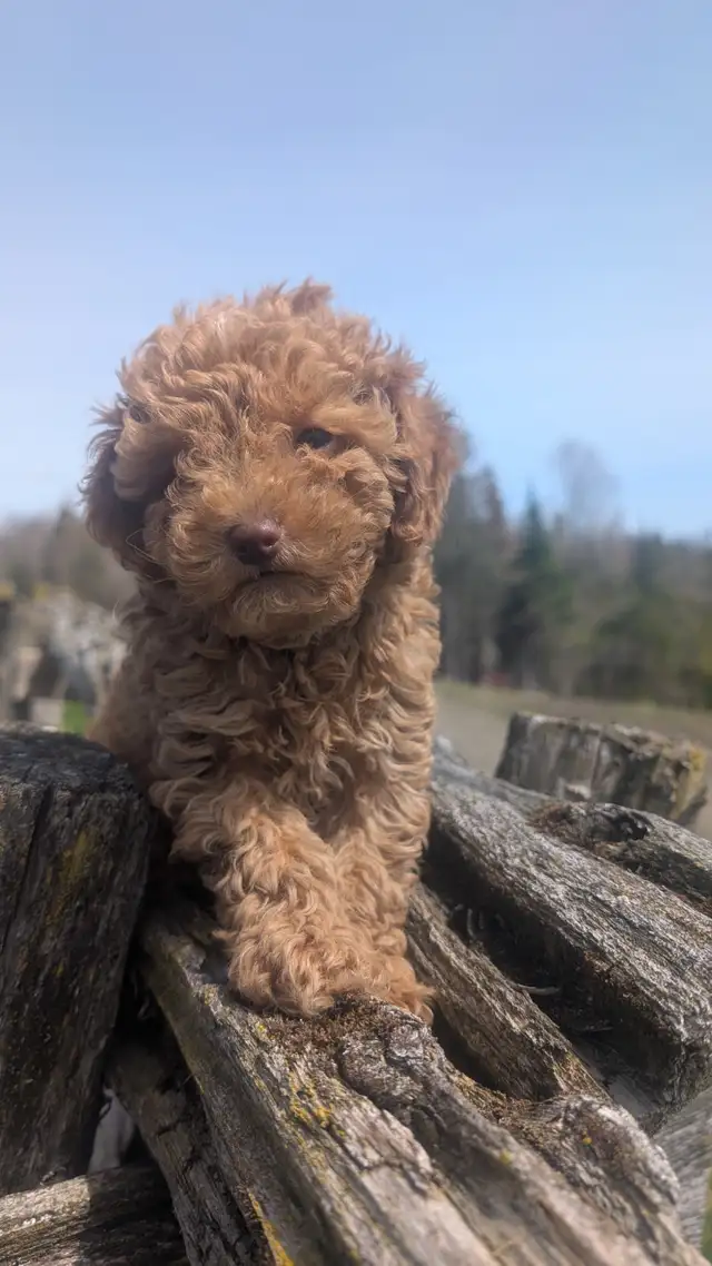 Chiot Caniche - Photo 3