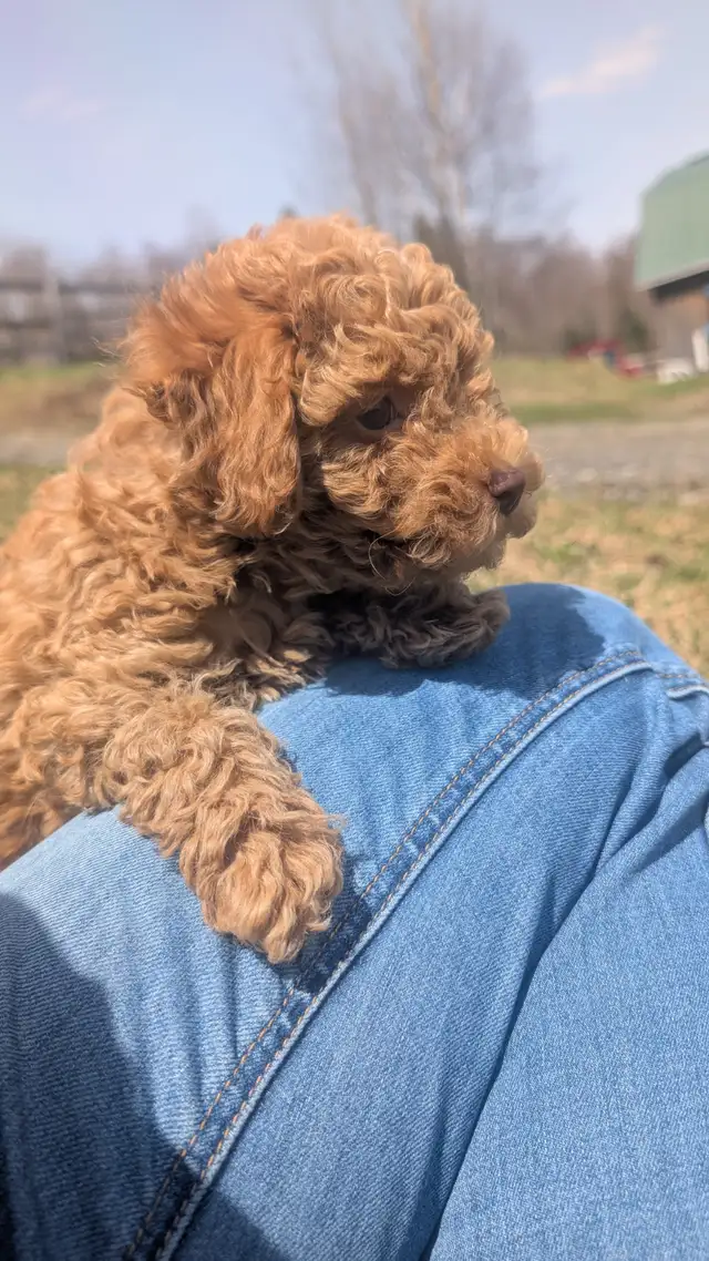 Chiot Caniche - Photo 4