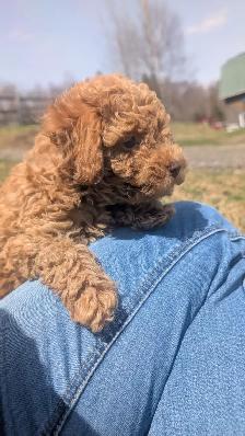 Chiot Caniche - Photo 4