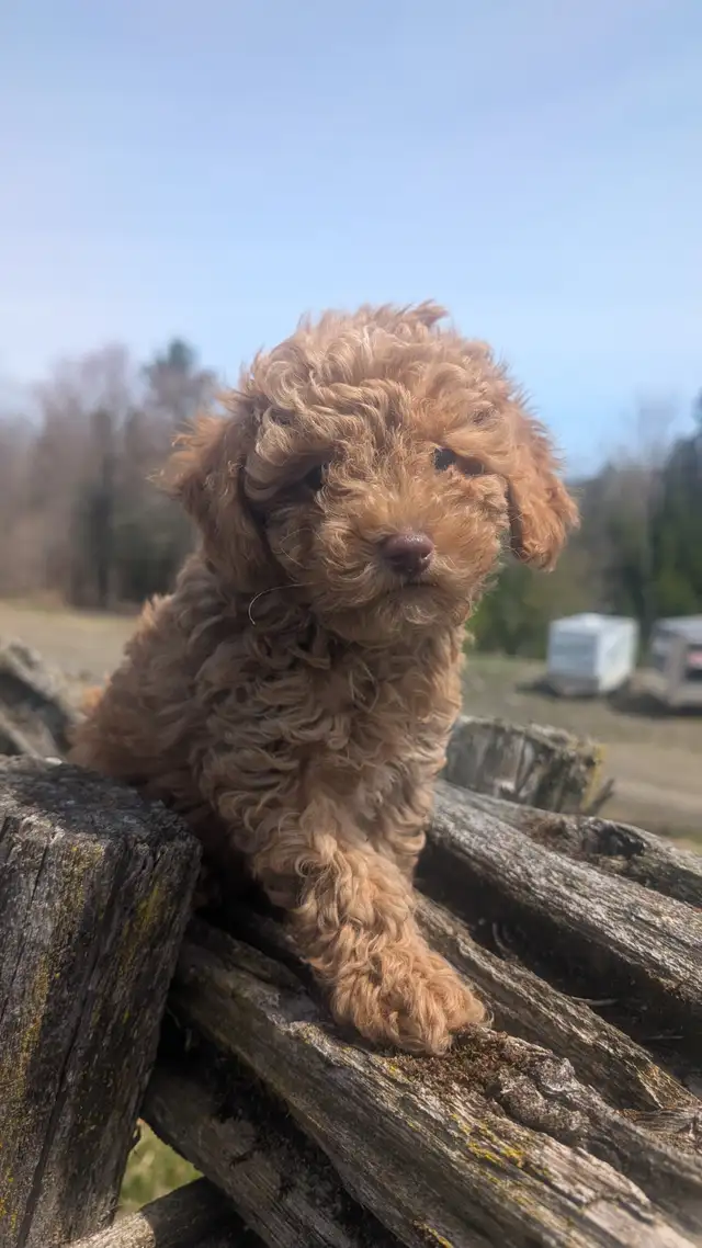 Chiot Caniche - Photo 5