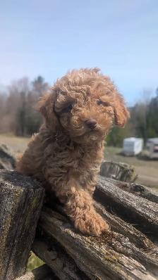Chiot Caniche - Photo 5