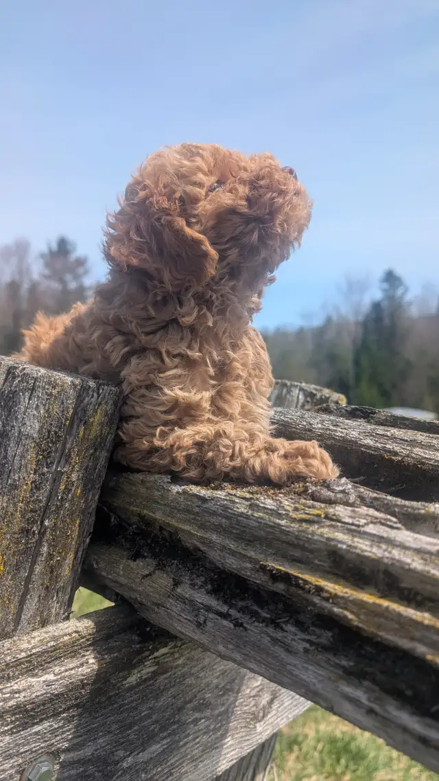 Chiot Caniche - Photo 6