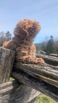 Chiot Caniche - Photo 6