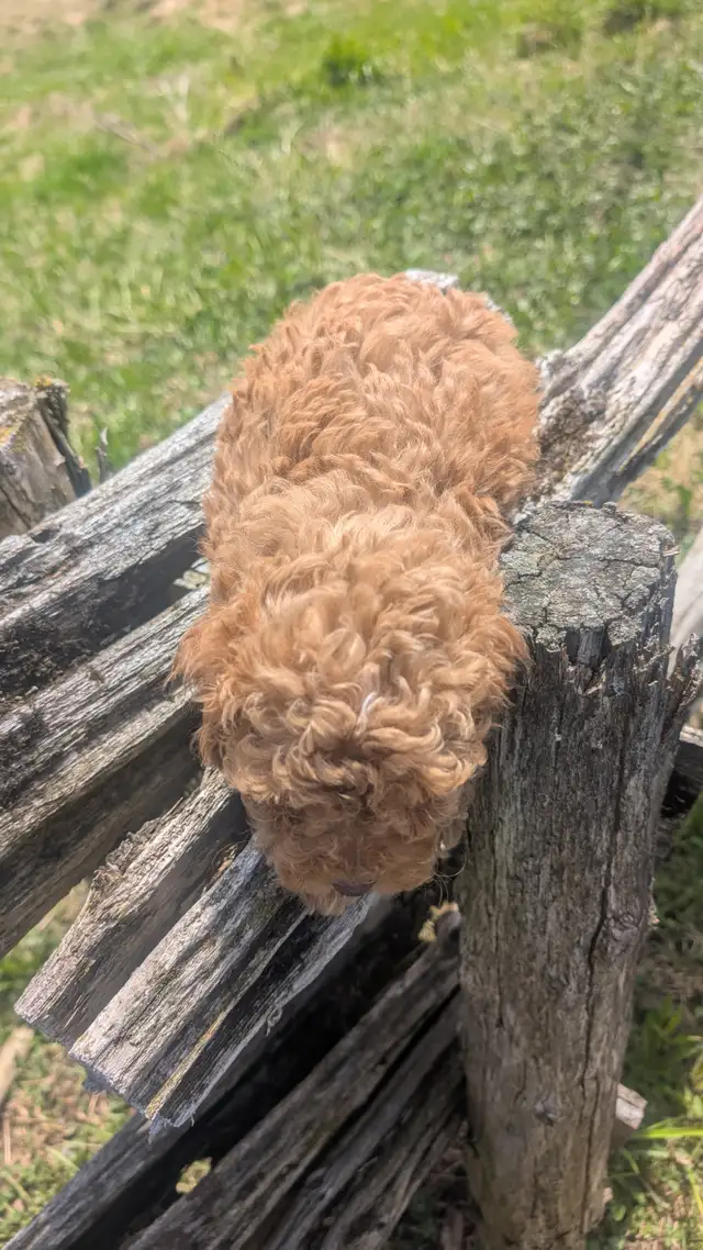 Chiot Caniche - Photo 7