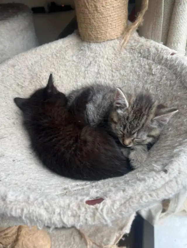 3 beautiful kittens for sale