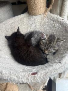 3 beautiful kittens for sale