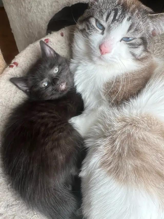 3 beautiful kittens for sale - Photo 2