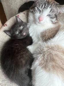 3 beautiful kittens for sale - Photo 2