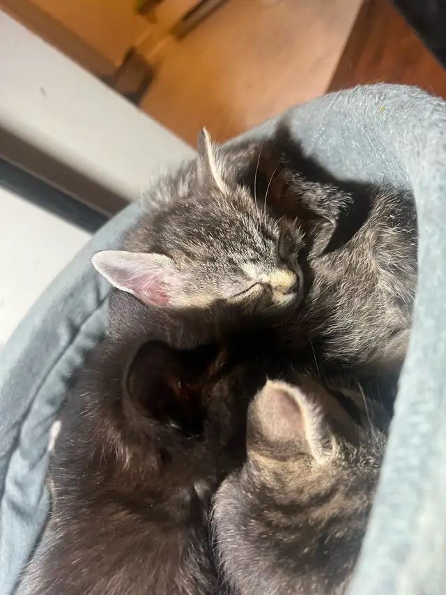 3 beautiful kittens for sale - Photo 3