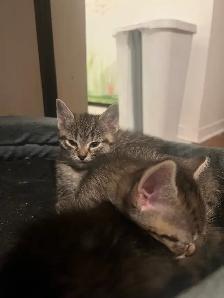 3 beautiful kittens for sale - Photo 4